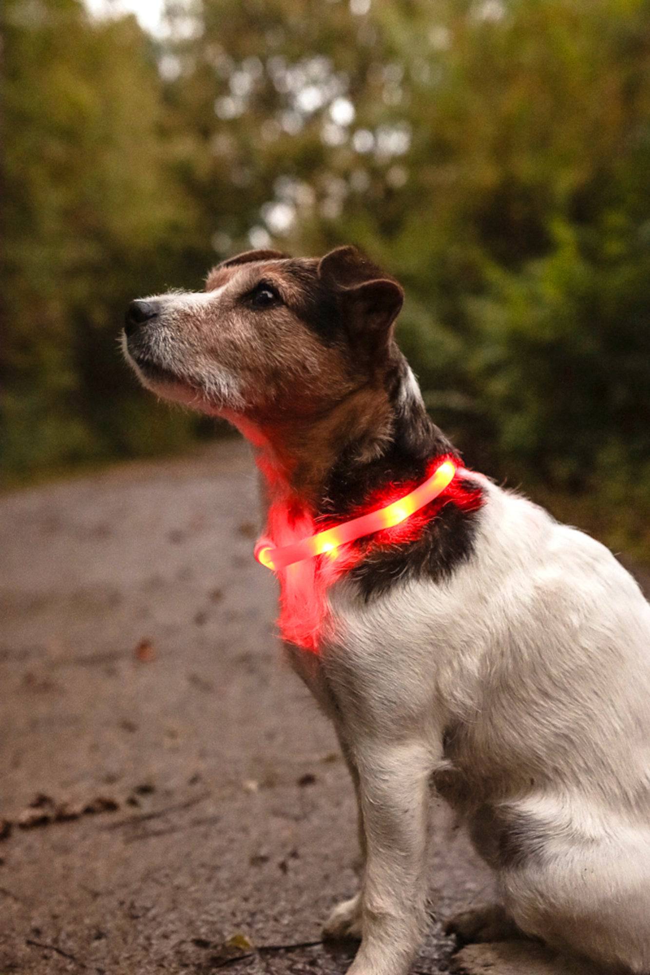 Lichtgevende Halsband hond - Huisdierplezier