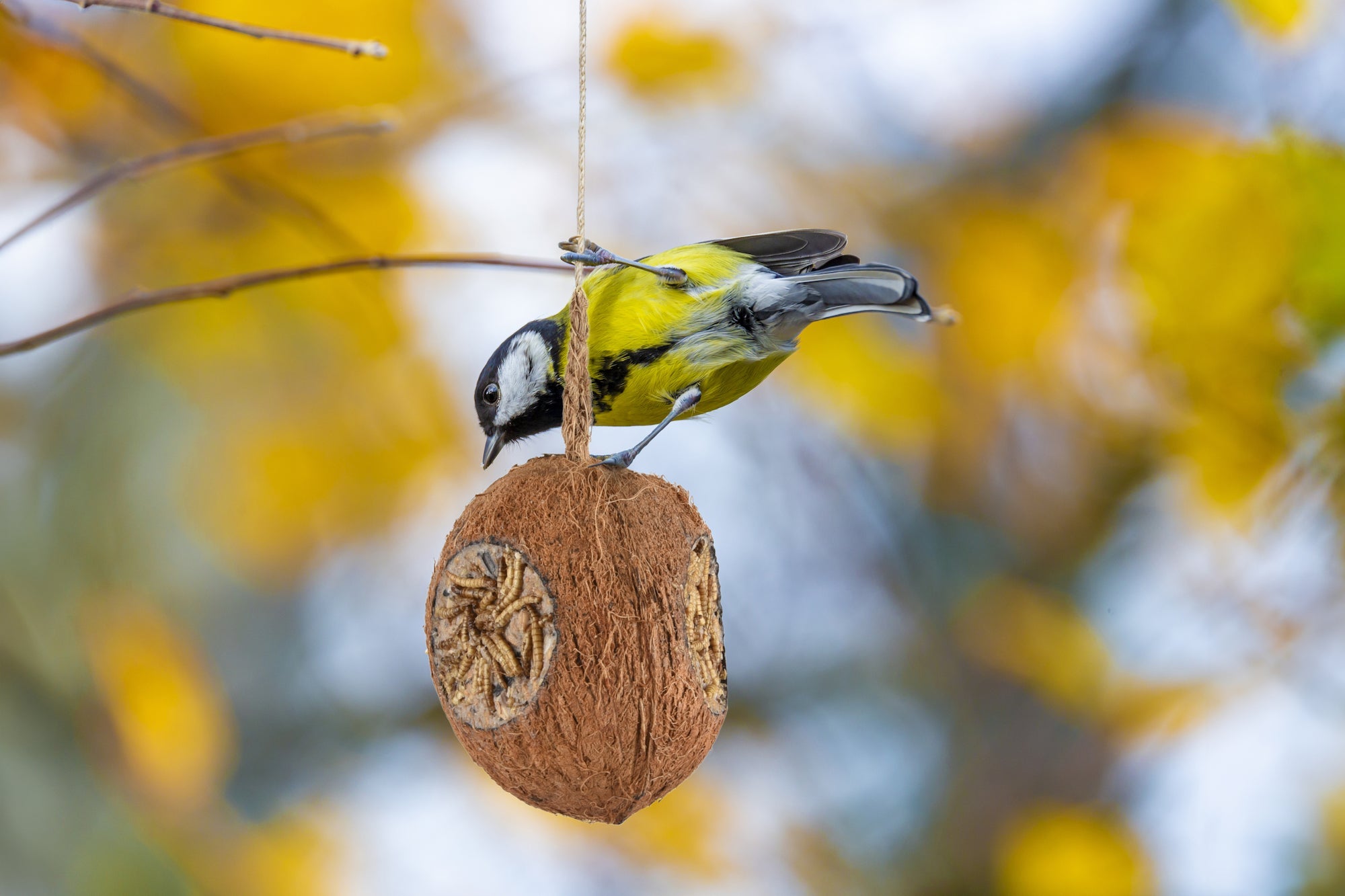 Vogel Kokosnoot met Meelwormen - Huisdierplezier