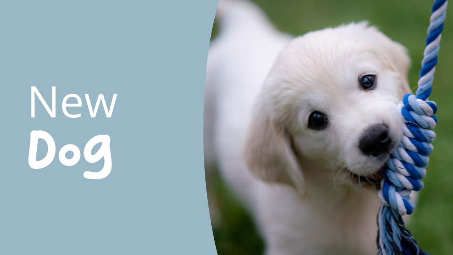 puppy nieuwe hond in huis alles voor honden dierenwinkel huisdierplezier